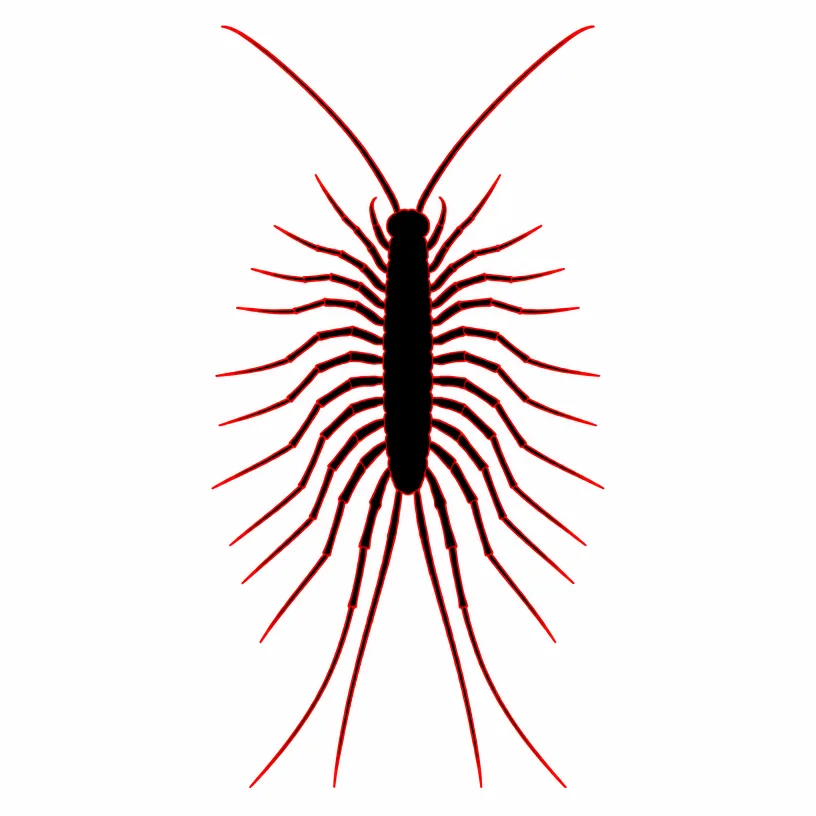 Centipede Extermination Rochester