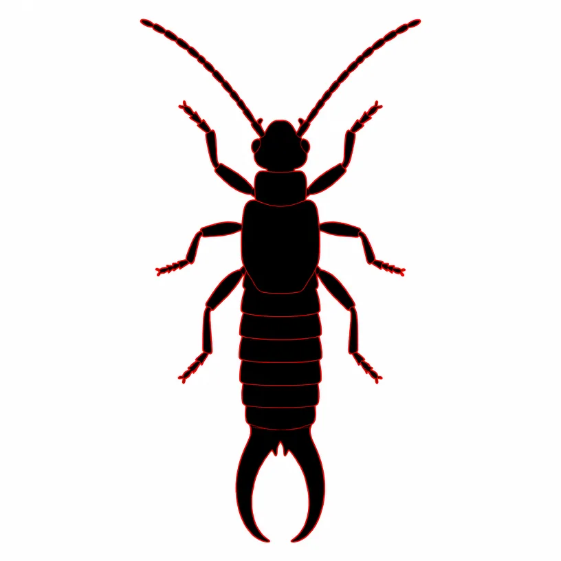 Earwig Extermination Rochester