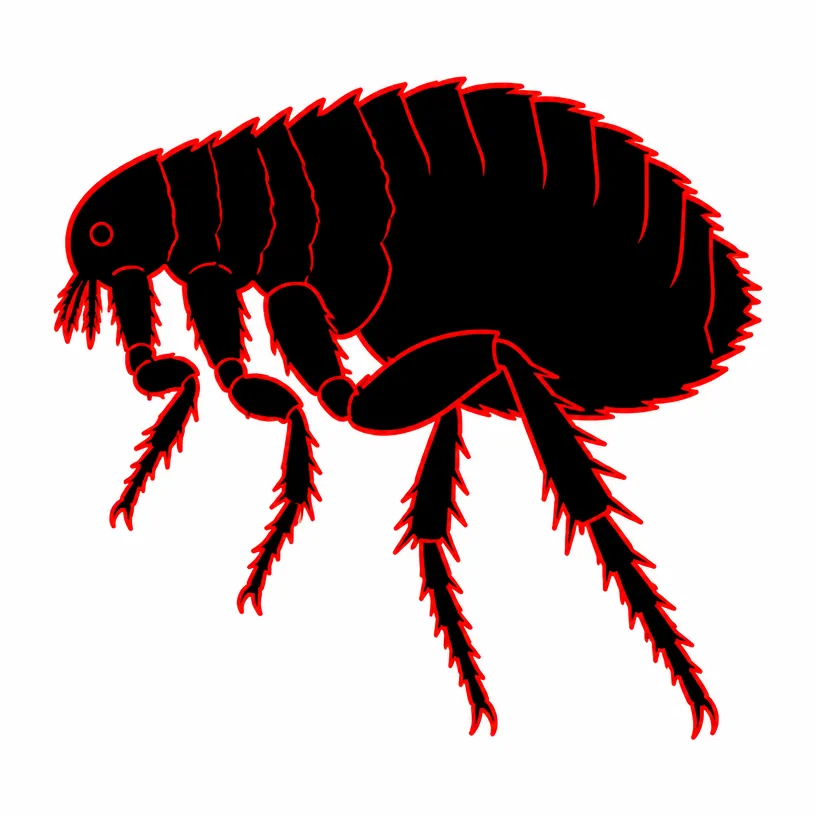 Flea & Mite Extermination Rochester