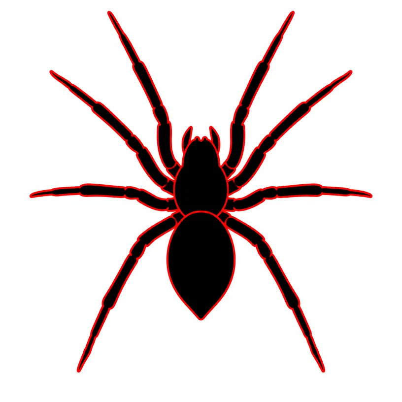 Spider Extermination Rochester